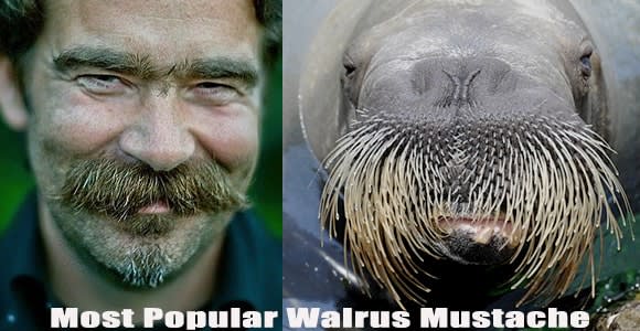 Walrus and his mustache - Animals